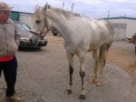 “Rocky” is a 2008, 16.2 hand, grey Thoroughbred Gelding For Sale