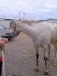 “Rocky” is a 2008, 16.2 hand, grey Thoroughbred Gelding For Sale