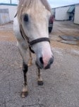 “Rocky” is a 2008, 16.2 hand, grey Thoroughbred Gelding For Sale