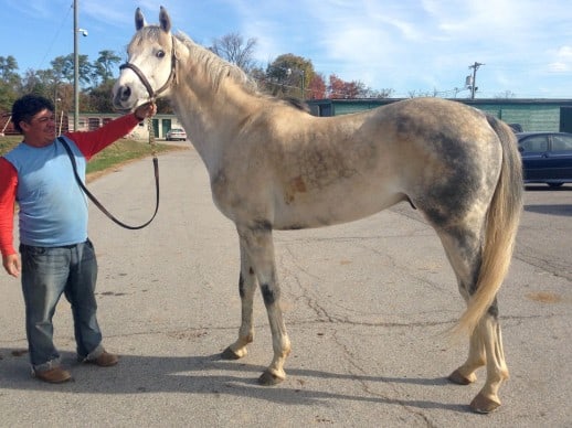 SOLD! “Rocky” is a 2008, 16.2 hand, grey Thoroughbred Gelding For Sale