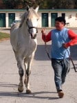 “Rocky” is a 2008, 16.2 hand, grey Thoroughbred Gelding For Sale