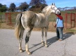 “Rocky” is a 2008, 16.2 hand, grey Thoroughbred Gelding For Sale