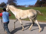 “Rocky” is a 2008, 16.2 hand, grey Thoroughbred Gelding For Sale