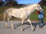 “Rocky” is a 2008, 16.2 hand, grey Thoroughbred Gelding For Sale