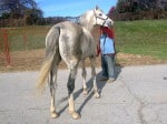 “Rocky” is a 2008, 16.2 hand, grey Thoroughbred Gelding For Sale