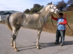 “Rocky” is a 2008, 16.2 hand, grey Thoroughbred Gelding For Sale
