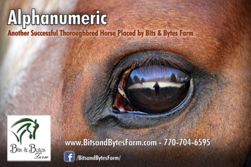 Former Thoroughbred race horse Alphanumeric's banner