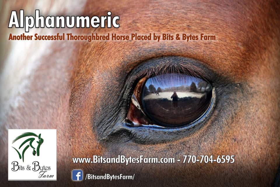 Former Thoroughbred race horse Alphanumeric's banner