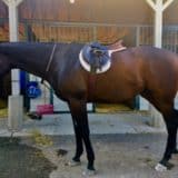 Tiz A Flyer - 16.3 hh Thoroughbred Horse For Sale - Bits & Bytes Farm