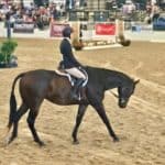 Tiz A Flyer - 16.3 hh Thoroughbred Horse For Sale - Bits & Bytes Farm