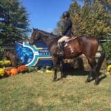 Tiz A Flyer - 16.3 hh Thoroughbred Horse For Sale - Bits & Bytes Farm