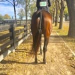 Tiz A Flyer - 16.3 hh Thoroughbred Horse For Sale - Bits & Bytes Farm