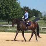 Tiz A Flyer - 16.3 hh Thoroughbred Horse For Sale - Bits & Bytes Farm