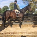 Tiz A Flyer - 16.3 hh Thoroughbred Horse For Sale - Bits & Bytes Farm