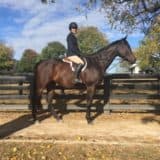Tiz A Flyer - 16.3 hh Thoroughbred Horse For Sale - Bits & Bytes Farm