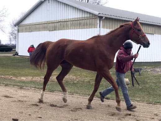 "Dance" is a 17.2 hand Thoroughbred Horse For Sale