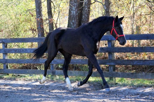 OTTB Made In Her Image in Training at Bits & Bytes Farm