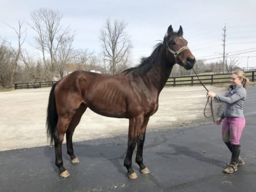 Safe Passage - Thoroughbred Horse For Sale