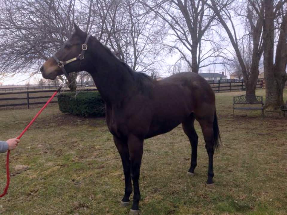 Dazzling Deputy is a 2013, dark bay, 16.2 hand Thoroughbred gelding with a sweet personality.