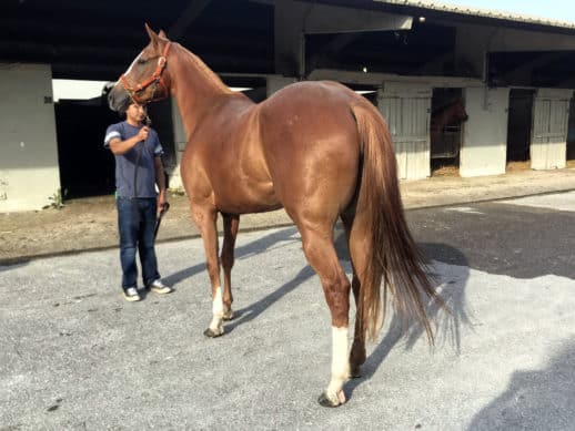 Exploding Lucy - Thoroughbred Filly For Sale