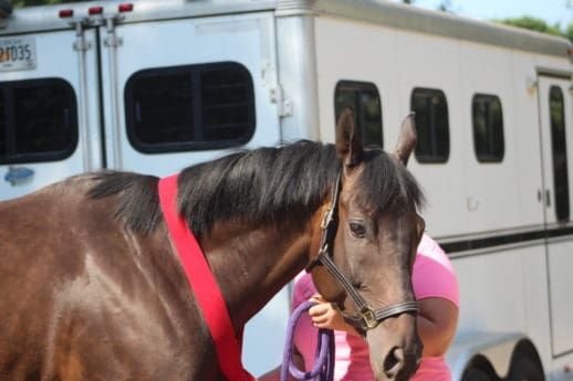 Crafty Valentine - Thoroughbred - SOLD! - Bits & Bytes Farm