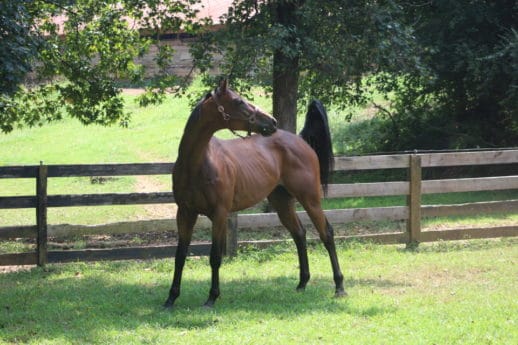 Safe Passage - Thoroughbred - SOLD! - Bits & Bytes Farm