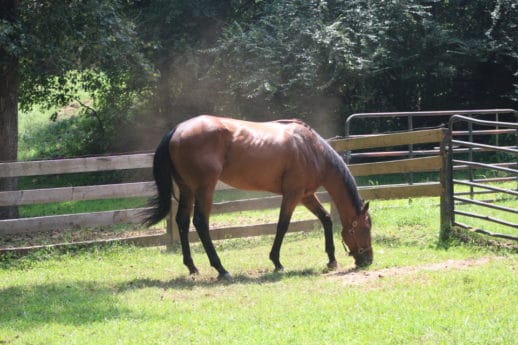 Safe Passage - Thoroughbred - SOLD! - Bits & Bytes Farm