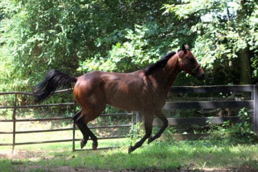 Safe Passage - Thoroughbred - SOLD! - Bits & Bytes Farm