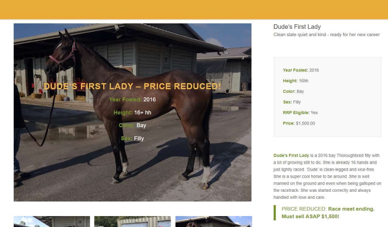 Dude's First Lady - PRICE REDUCED!