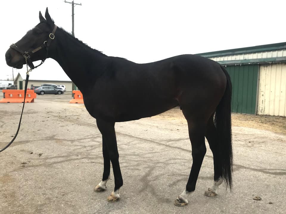 Street Limit - Thoroughbred Horse For Sale