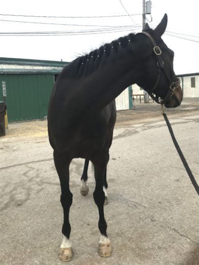 Street Limit - Thoroughbred Horse For Sale
