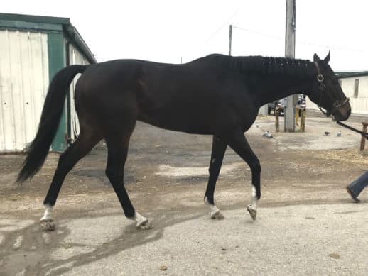 Street Limit - Thoroughbred Horse For Sale