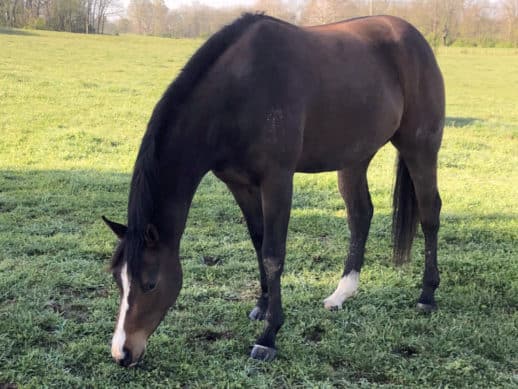 Fred's Baby Doll - Thoroughbred horse for sale
