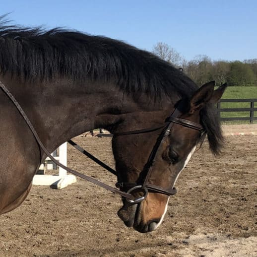 Fred's Baby Doll - Thoroughbred horse for sale