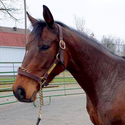 Arista Bird - Thoroughbred Mare For Sale