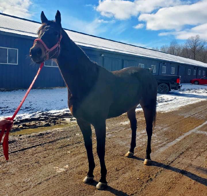 Lovely Lady Linda - Thoroughbred mare for sale from Bits & Bytes Farm.