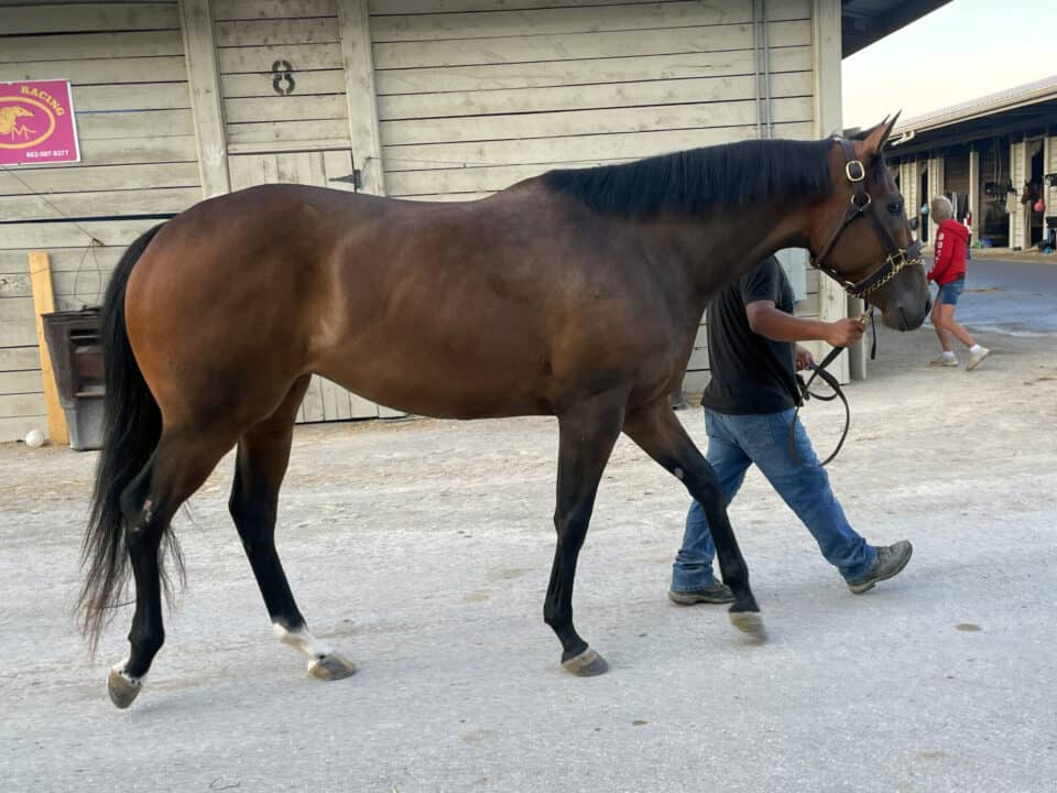 Bits & Bytes Farm finds quality Thoroughbreds at the racetrack and offers them at reasonable prices