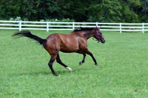 Thoroughbred horse, Luiza, sold by Bits & Bytes Farm