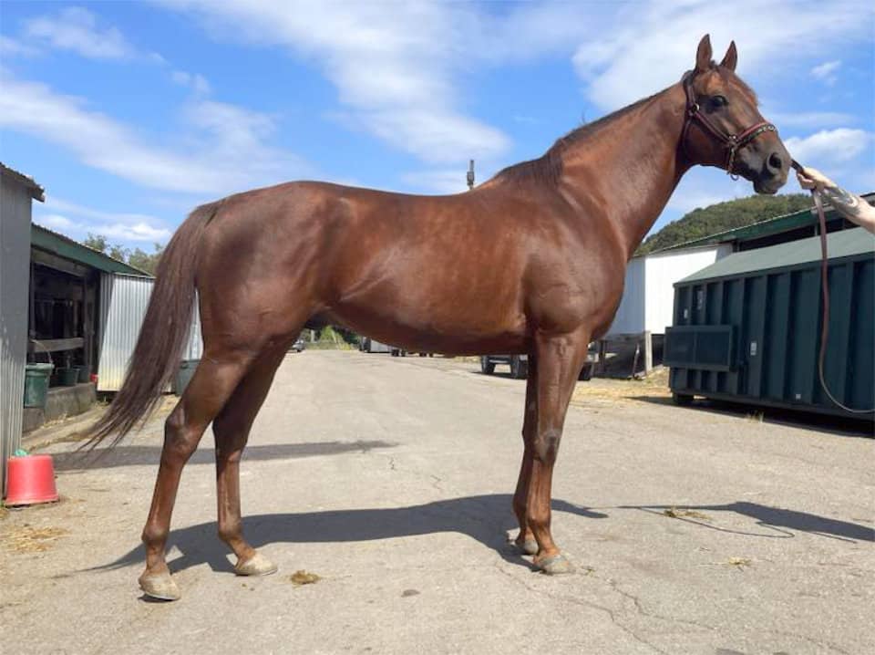 Pear Lemonade - a Thoroughbred stallion sold by Bits & Bytes Farm