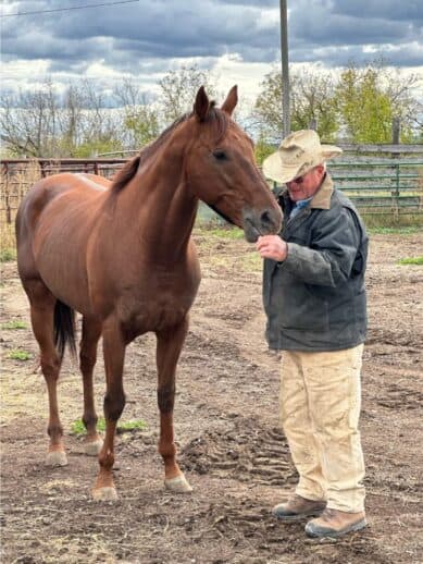 Pear Lemonade - a Thoroughbred stallion sold by Bits & Bytes Farm