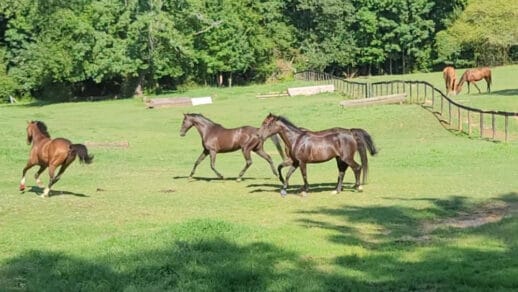Thoroughbreds in pasture at Bits & Bytes Farm