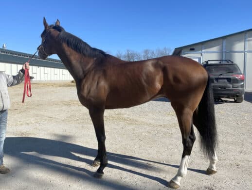 Artemus Eagle - Thoroughbred Horse For Sale
