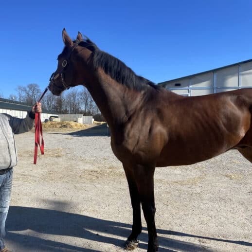 Artemus Eagle - Thoroughbred Gelding For Sale
