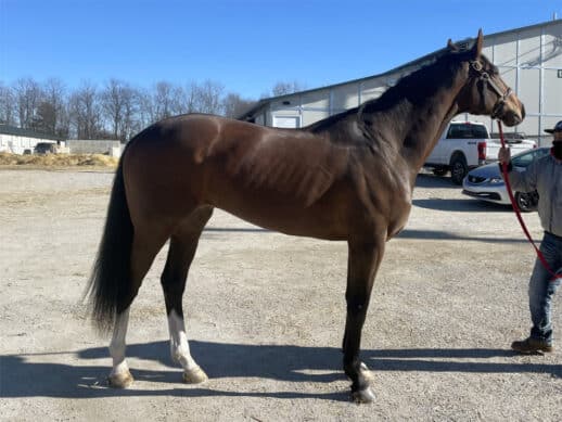 Artemus Eagle - Thoroughbred Horse For Sale