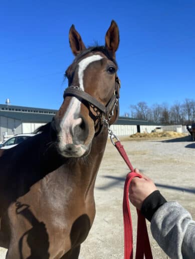 Artemus Eagle - Thoroughbred Horse For Sale