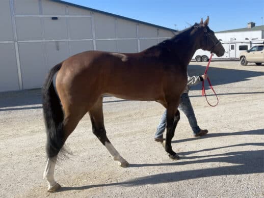 Artemus Eagle - Thoroughbred Horse For Sale