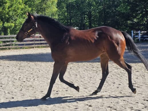 Thoroughbred with good weight