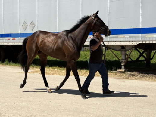 Cosmic Lute - a 2022 Thoroughbred horse for sale from Bits & Bytes Farm