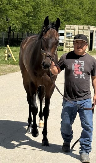 Cosmic Lute - a 2022 Thoroughbred horse for sale from Bits & Bytes Farm