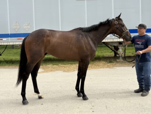 Cosmic Lute - a 2022 Thoroughbred horse for sale from Bits & Bytes Farm